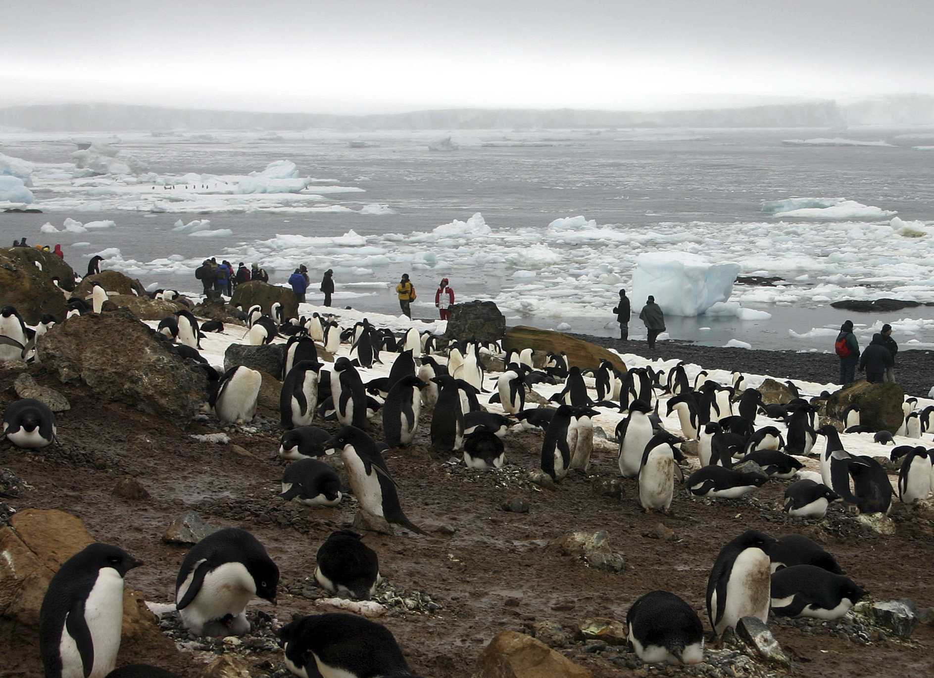 Previously unknown colony of 1.5 million penguins found on Antarctic islands