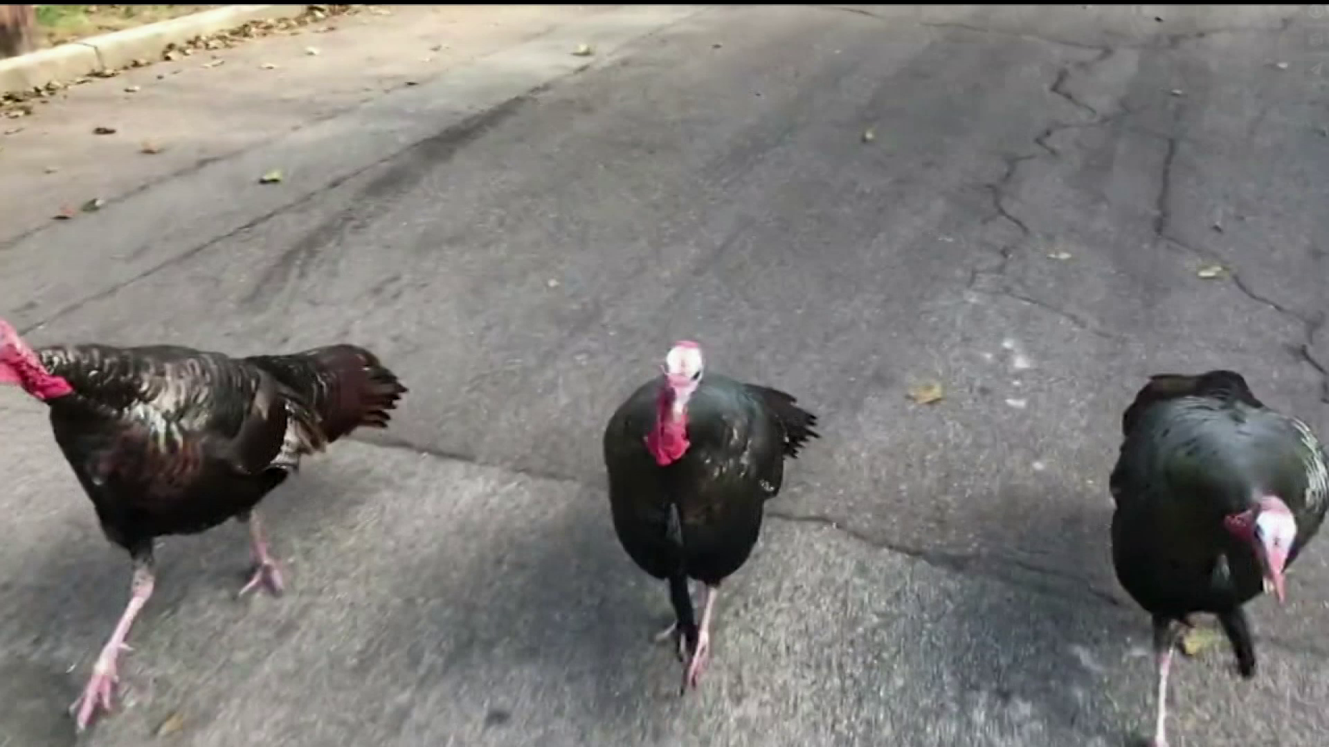 Aggressive turkeys causing problems in New England town