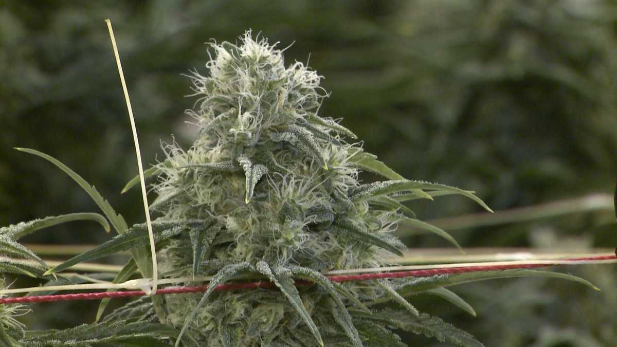 An inside look at how medical marijuana is grown