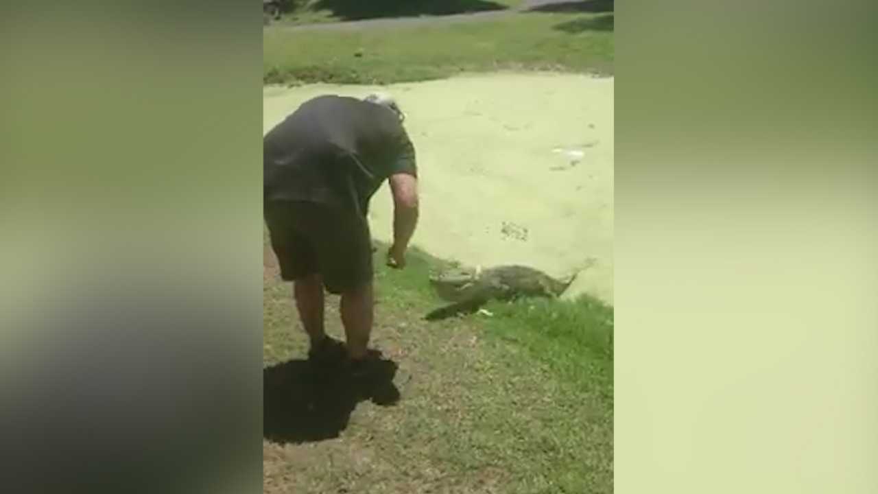 Sheriff's deputy feeds Plookie, the neighborhood alligator