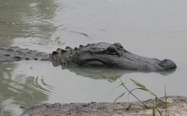 How an alligator farm is preparing for Hurricane Irma