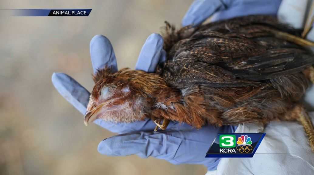 Dozens of dead, injured birds found at Nevada County store