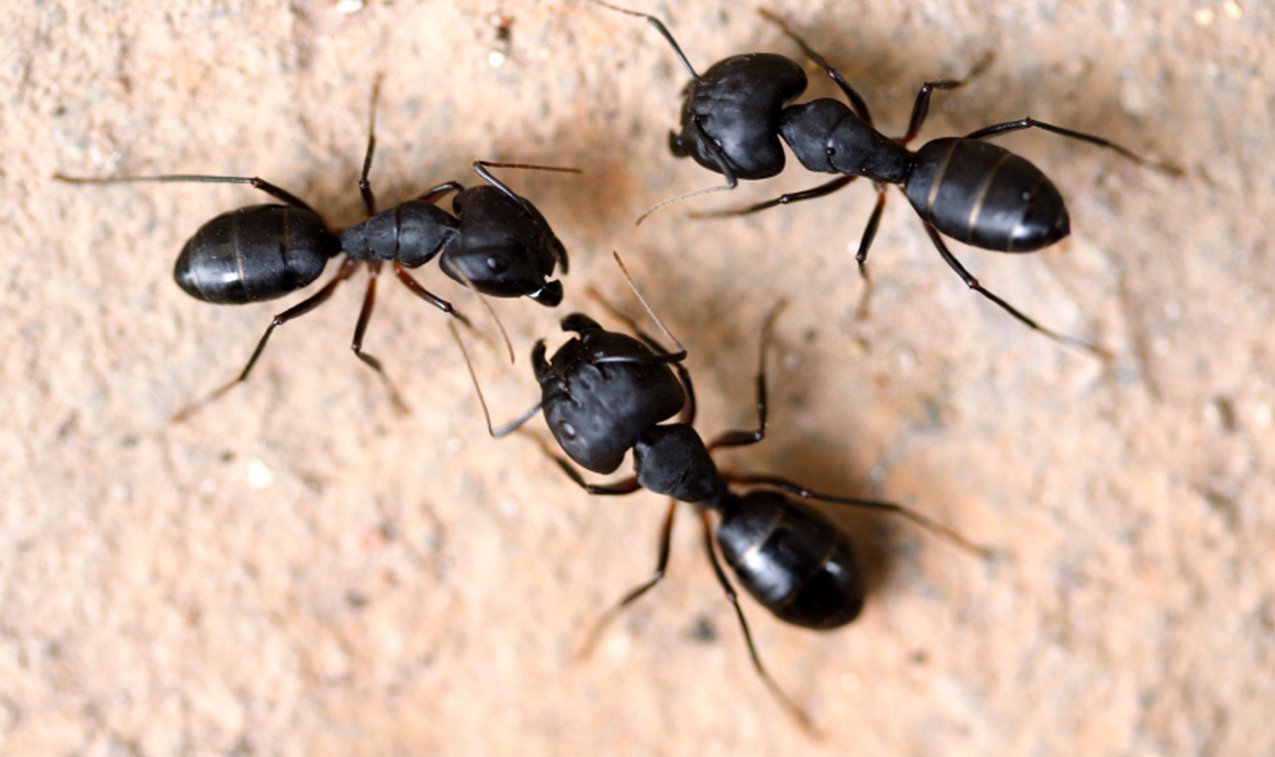 Floating ant colonies roam Houston waters after Harvey