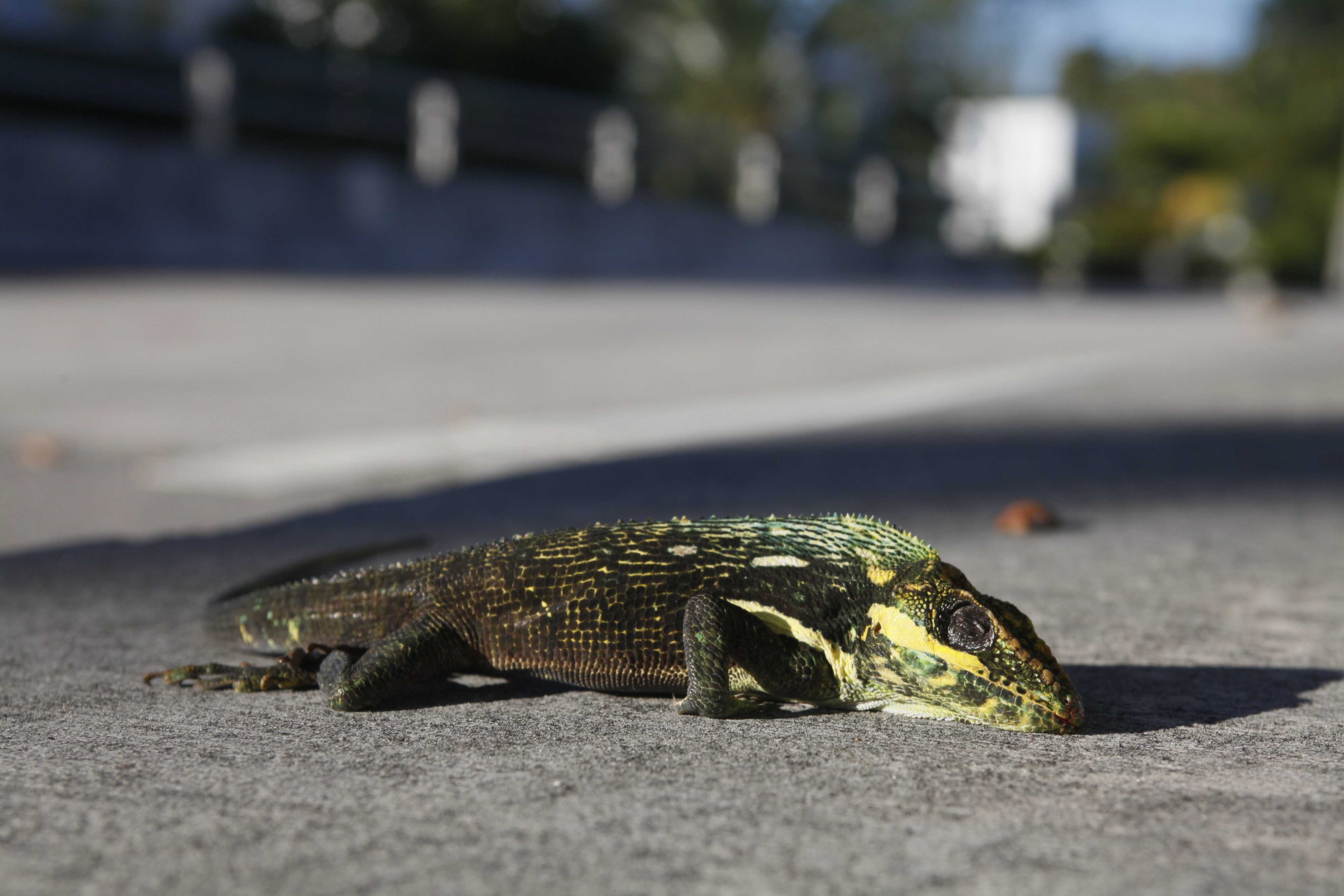 It's so cold in Florida, iguanas are falling from trees