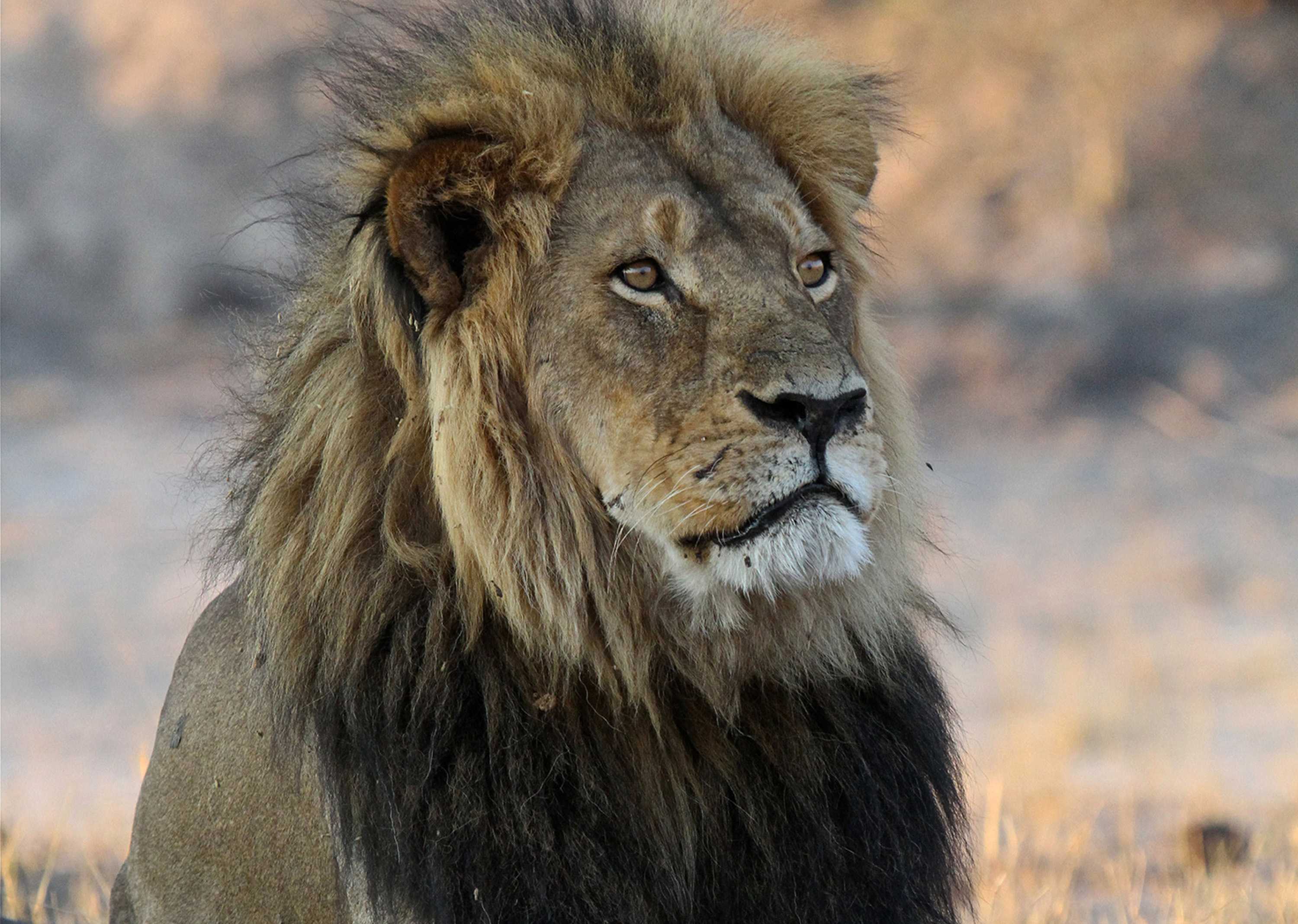 Cecil the Lion's son shot dead by hunter in Zimbabwe