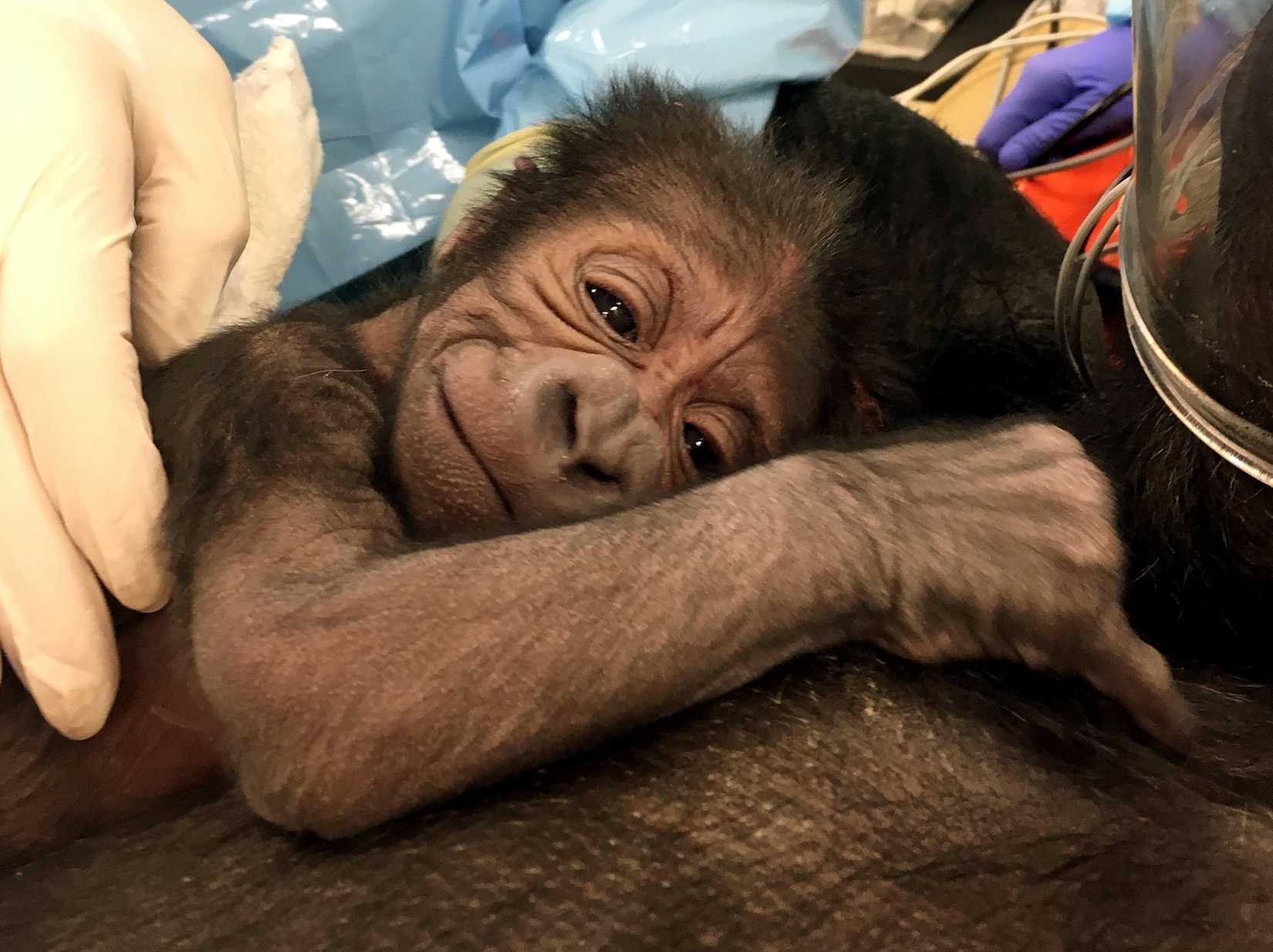 Look at that smile! Gorilla at Philadelphia Zoo gives birth to healthy baby