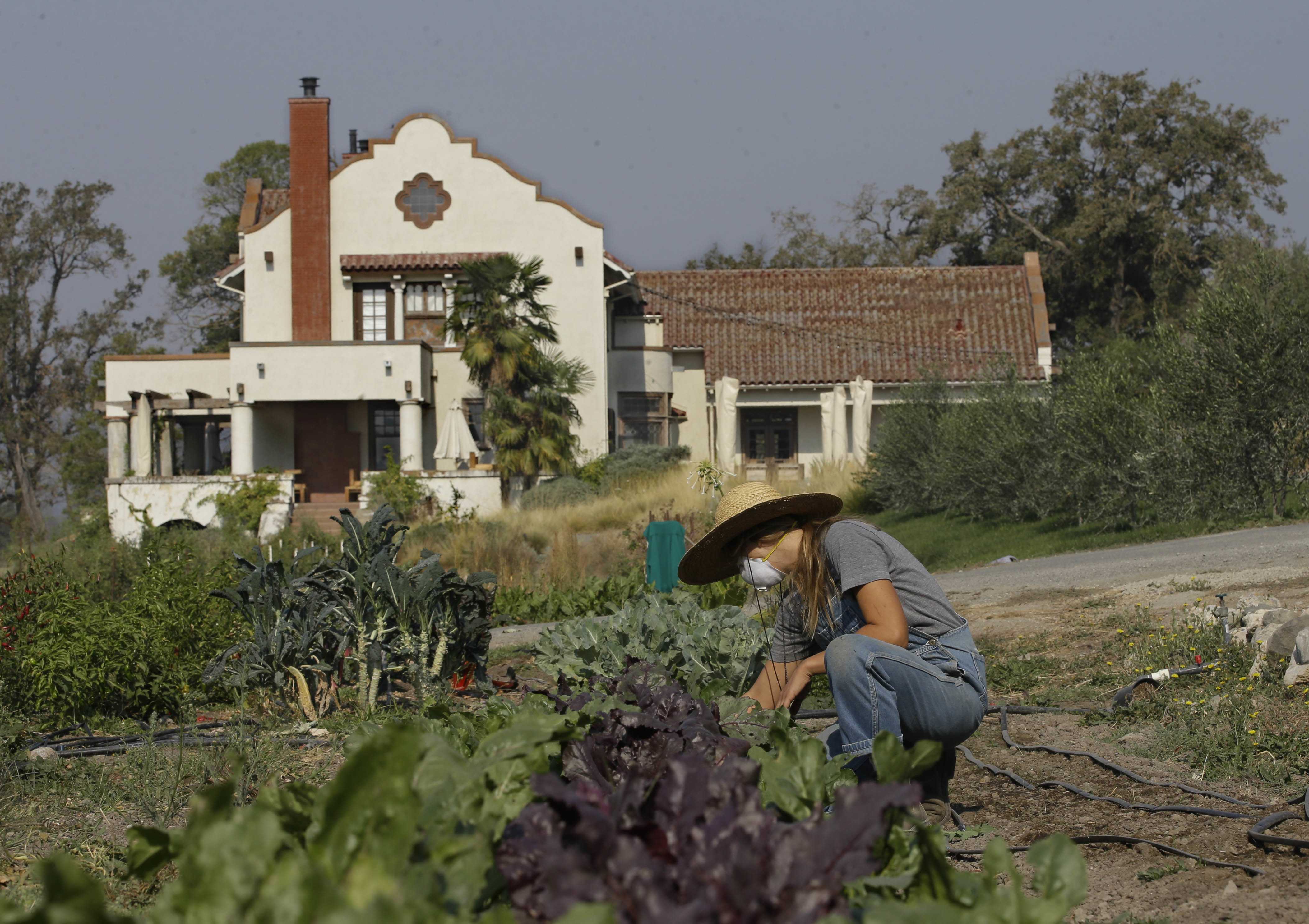 Unforgiving wildfires affect vineyard workers and owners