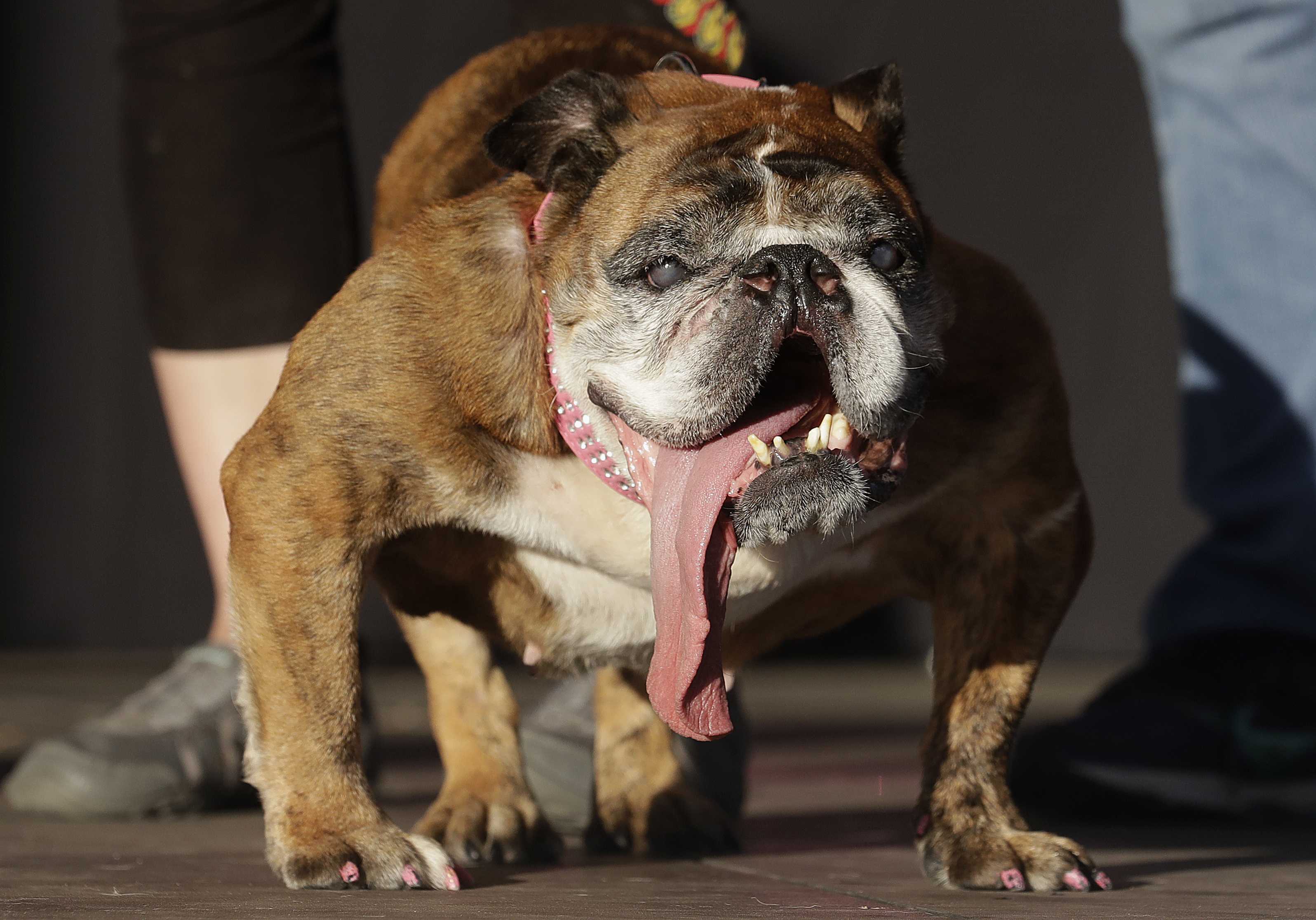 English bulldog named Zsa Zsa wins World's Ugliest Dog title