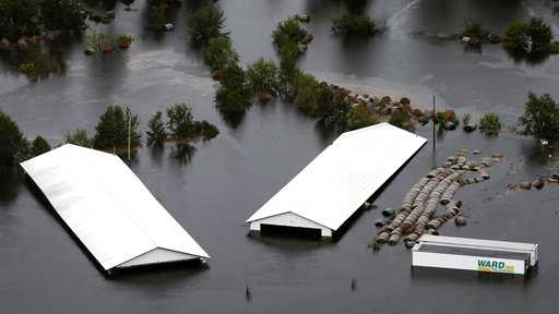 At least 3.4 million chickens, turkeys die in Florence flooding