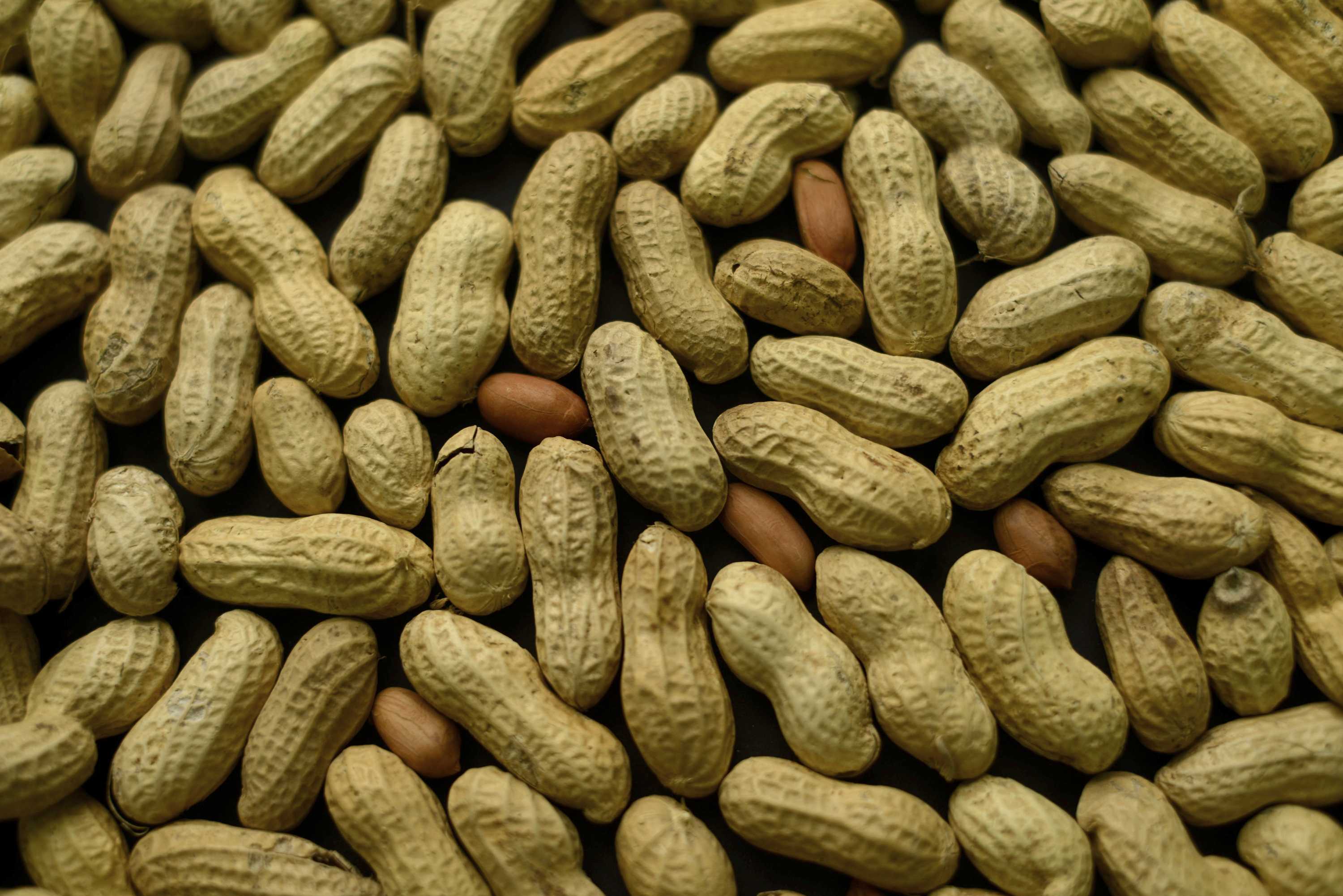Preventive treatment for peanut allergies succeeds in study