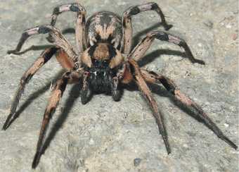 One for the web: New spider species named for 'Harry Potter' arachnid