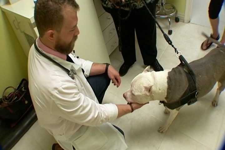 Pot-derived drug helping sick pets