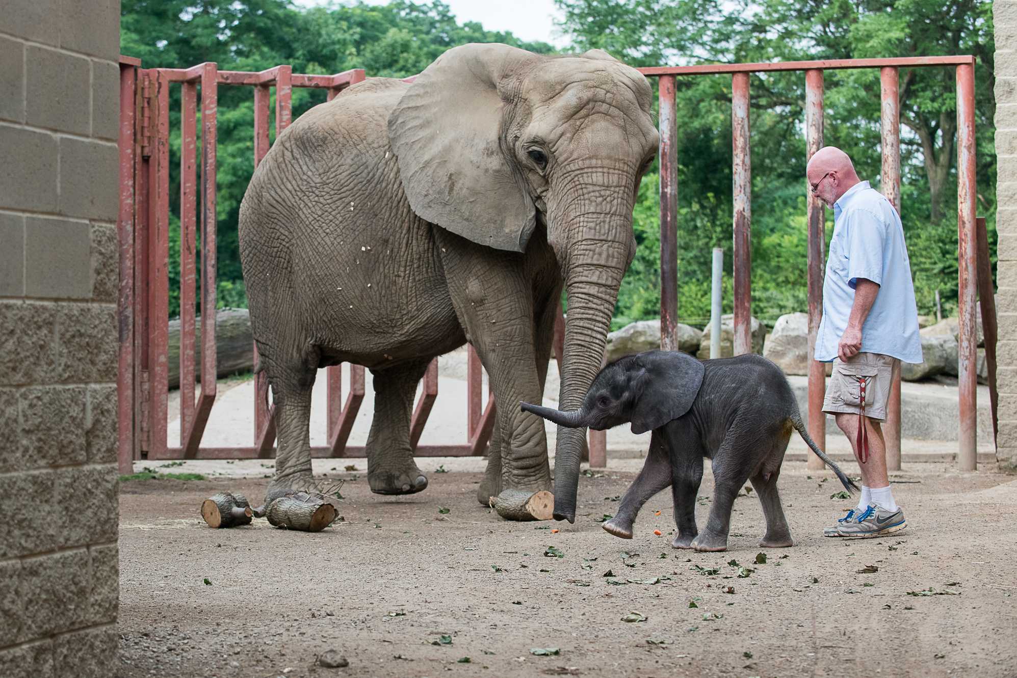 Pittsburgh Zoo's elephant calf to start spending some time with herd off exhibit