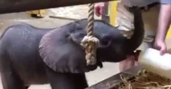 This newborn elephant will melt your heart