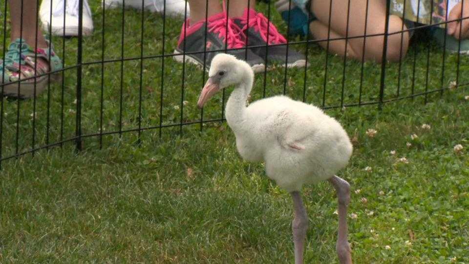 Too Cute Baby Flamingos Make Their Public Debut At Pittsburghs