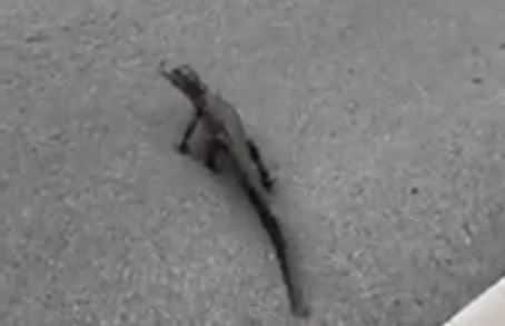 Why did the baby gator cross the road? Because it had a police escort