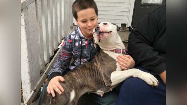 Pit bull protects 9-year-old boy during break-in