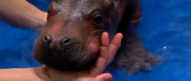 Watch Live: Baby hippo Fiona to have media debut at Cincinnati Zoo