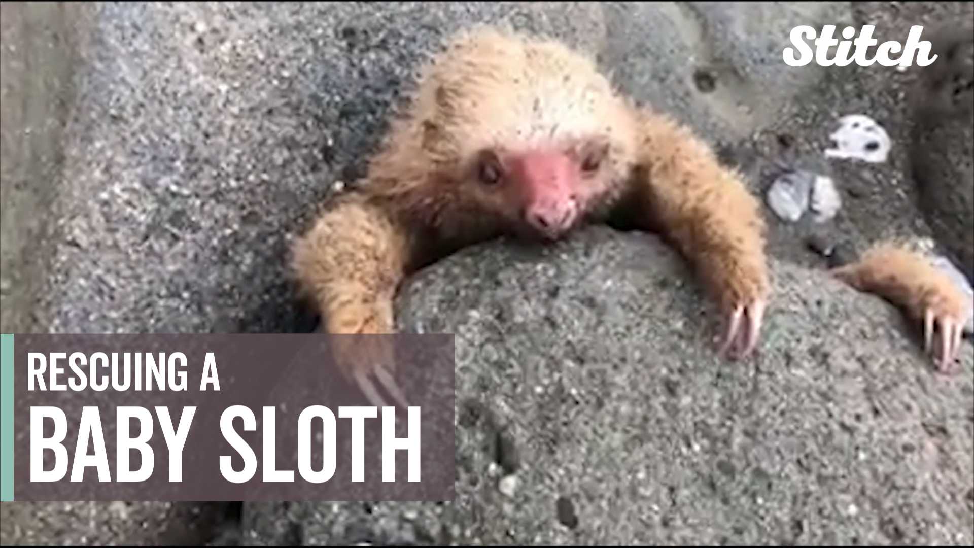 Couple rescues baby two-toed sloth trapped on beach