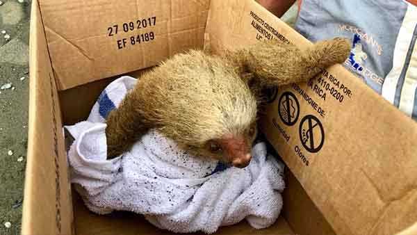 Adorable rescue: Couple saves baby sloth trapped on beach