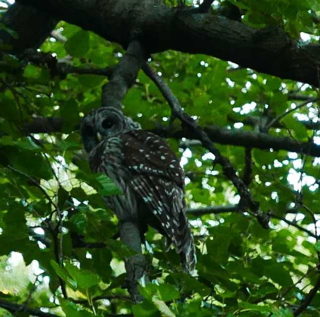Aggressive owl targets some people, small animals, Brookside residents say