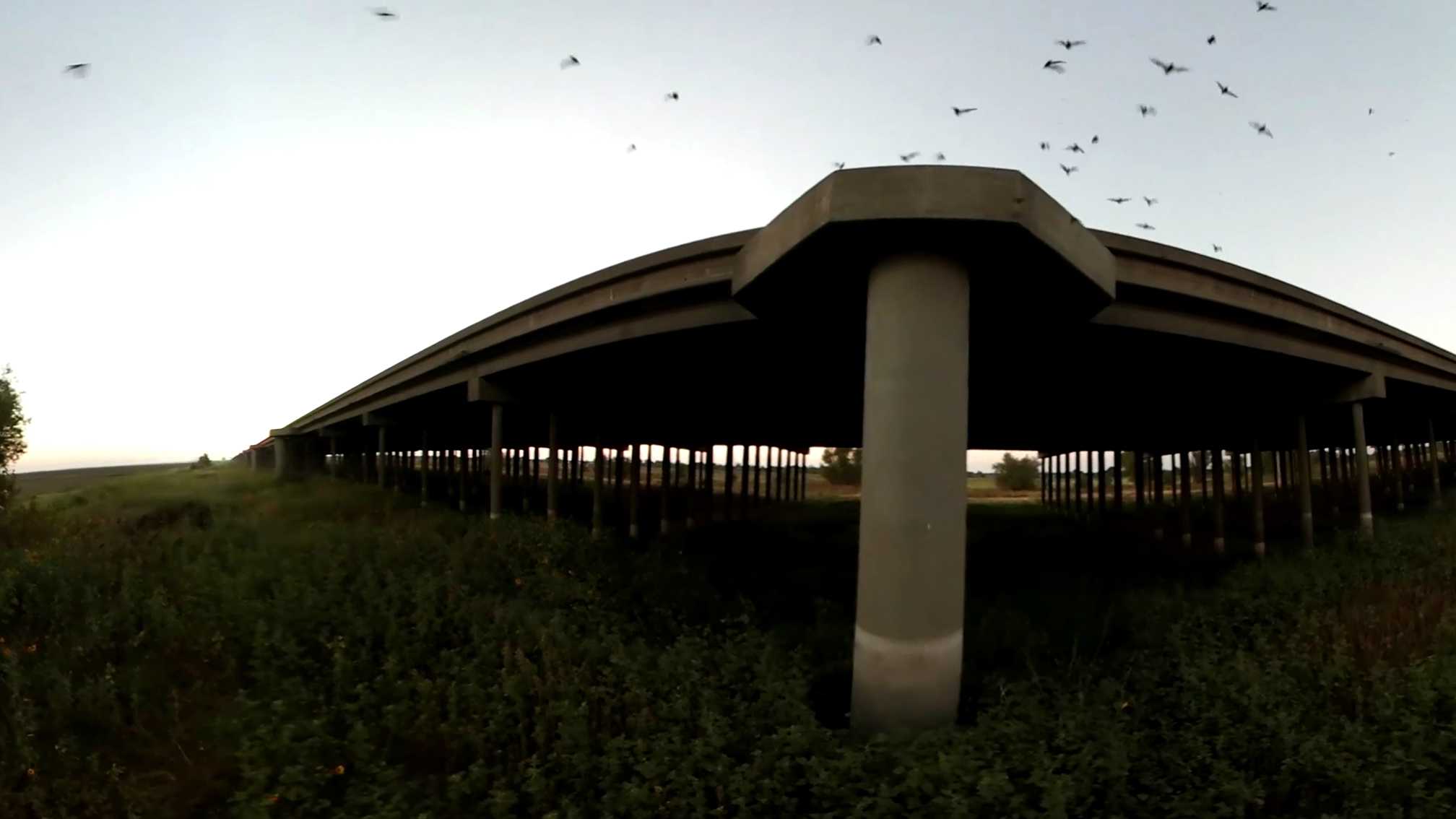360° Video: Flight of the Bats