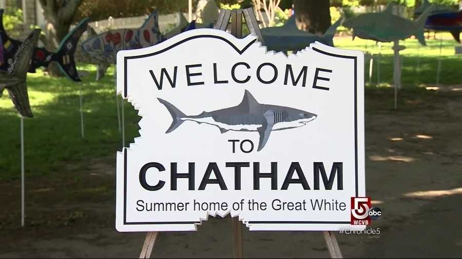 Beaches close after shark attacks seal in harbor