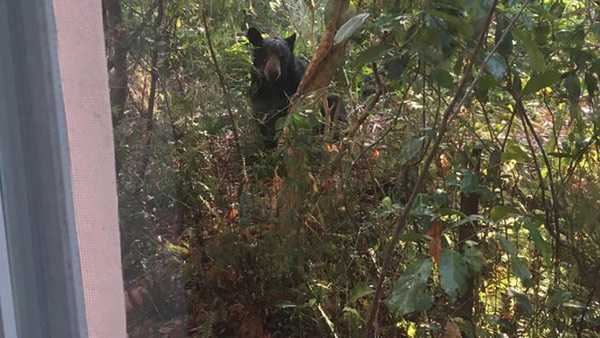 Bear in a tree in Winter Haven