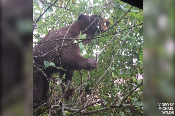 Bears balance on branches to go apple picking in couple's backyard