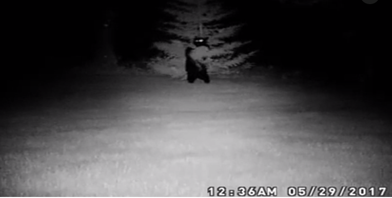 Cute: Bear gets in good back scratch against tree