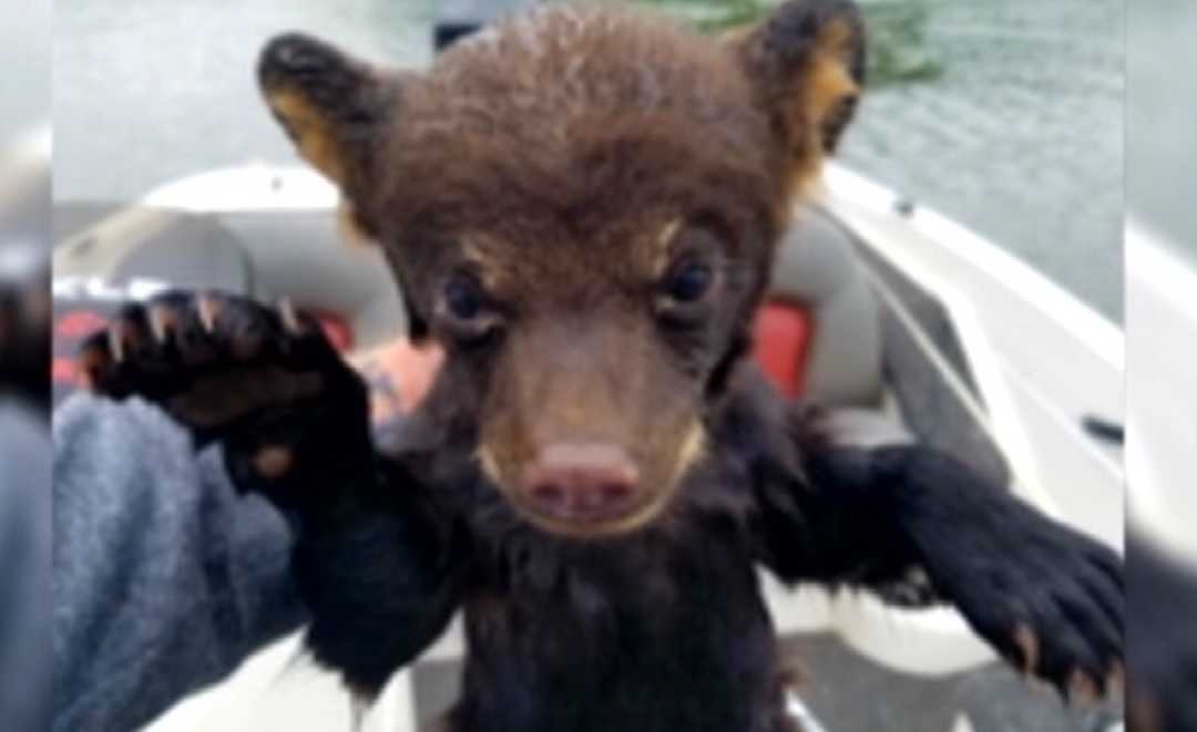 Fisherman saves bear cub from drowning Kansas news NewsLocker