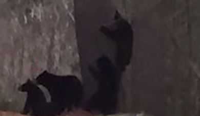 Bear family to be euthanized after crossing 'threshold'