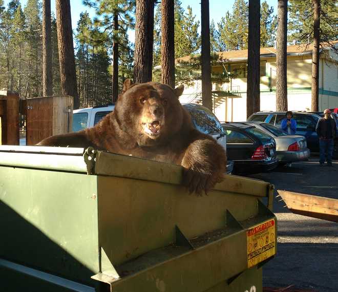 Lake Tahoe bears are out, hungry as they prepare to hibernate