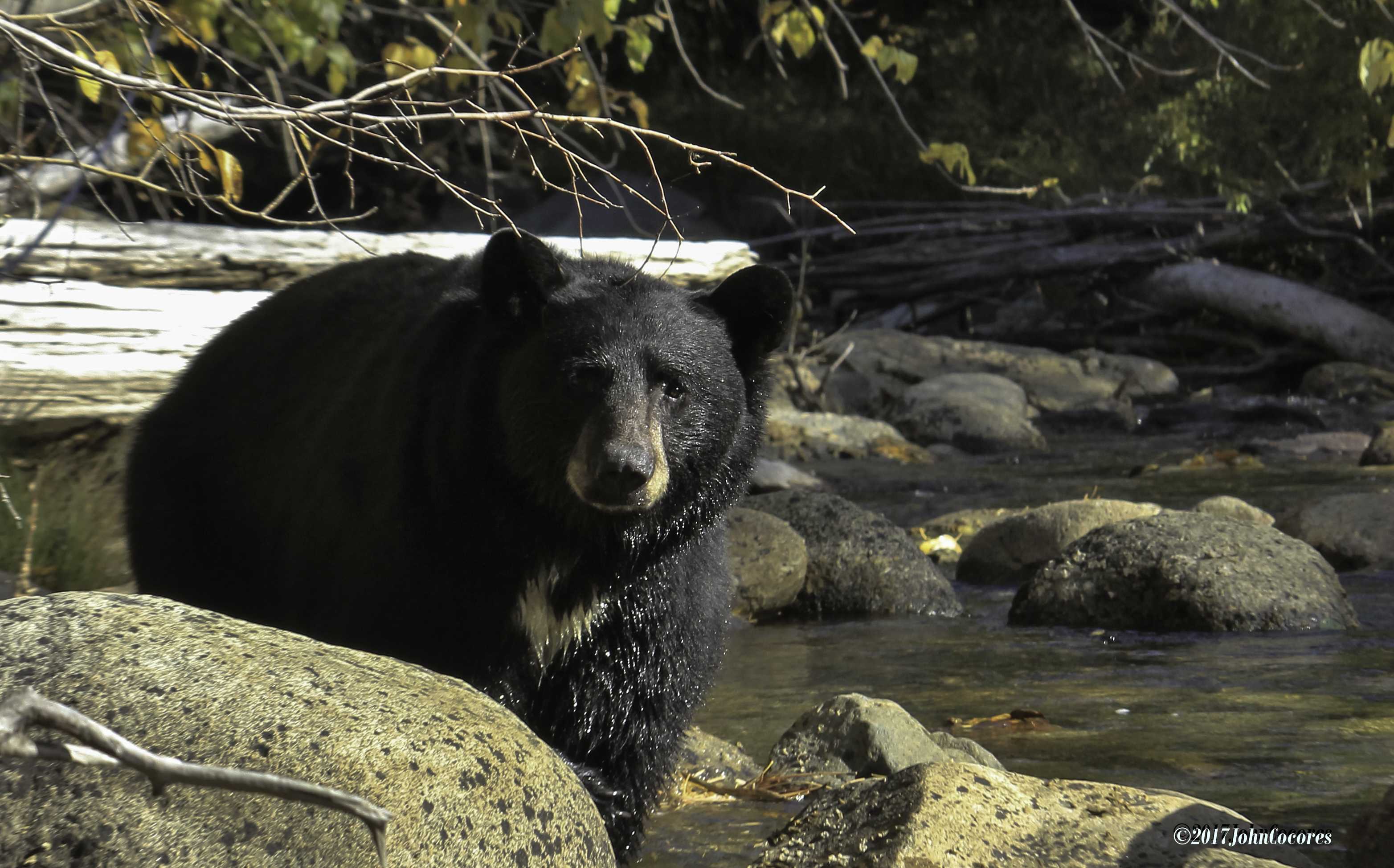 Lake Tahoe bears are out, hungry as they prepare to hibernate