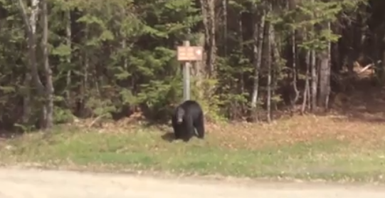 Family spots black bear near cabin