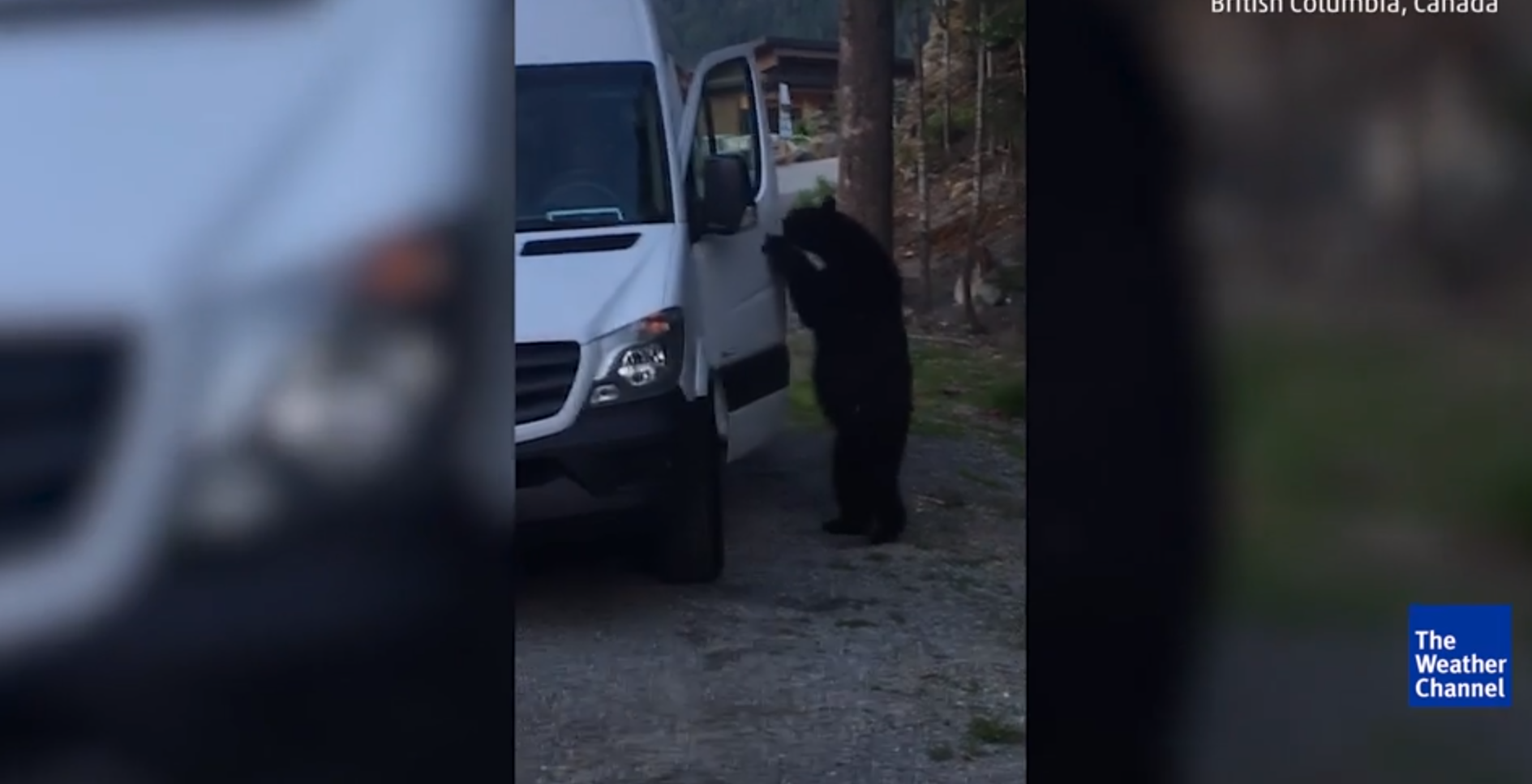 Watch: Bear opens door of van, hops into the driver's seat