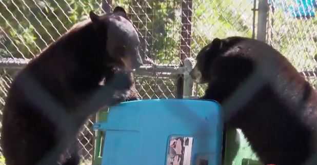 Bear-resistant garbage can gets put to the test