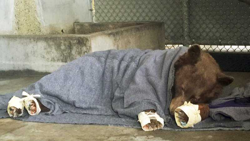 This January 2018 photo provided by the California Department of Fish and Wildlife shows a bear, injured in a wildfire, resting with its badly burned paws wrapped in fish skin - tilapia - and covered in corn husks during treatment at the University of California, Davis Veterinary Medical Teaching Hospital in Davis, Calif. 