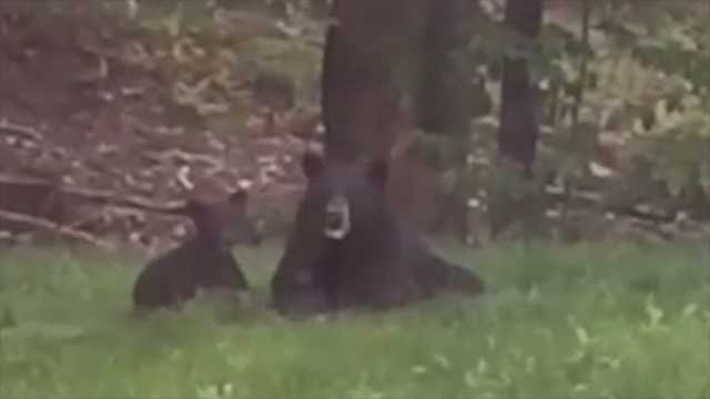 Awww! Bear, cub play together in yard