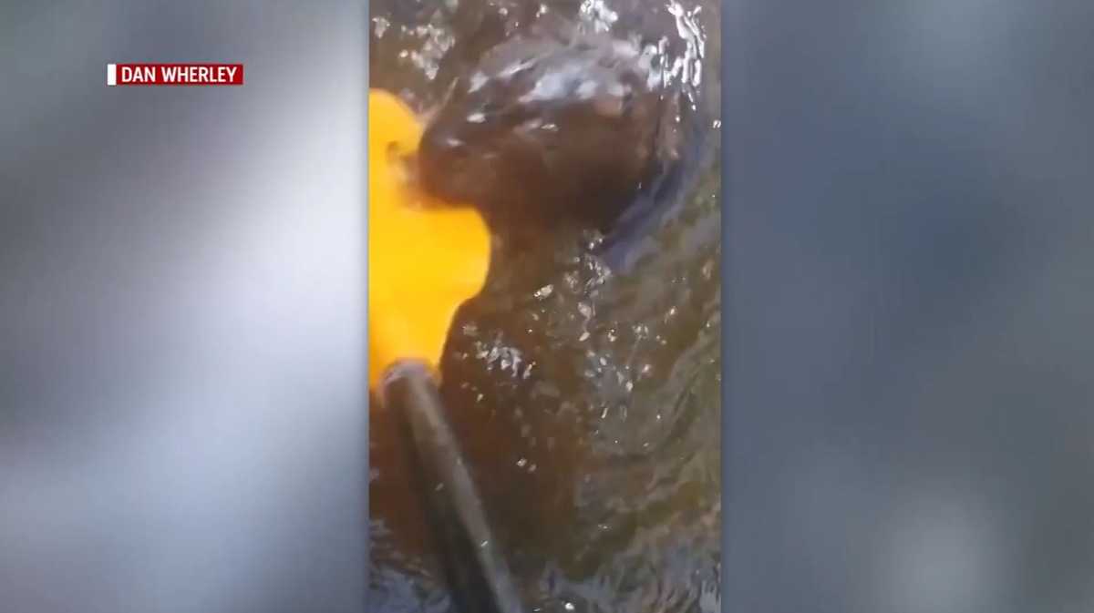 Squashed Beaver Wild video: Rabid beaver attacks father, 7-year-old daughter kayaking ...