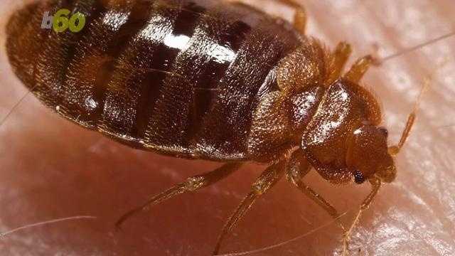 Most Americans fear bed bugs but can't spot one