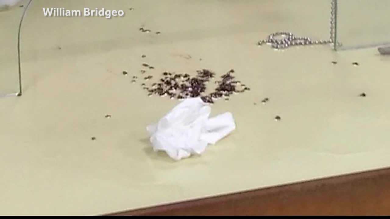 City hall reopens after angry Maine man threw bed bugs inside