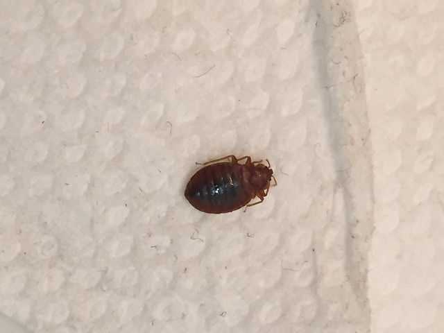 Augusta city offices closed after upset man lets loose live bedbugs