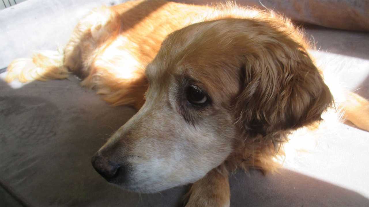 Vet forced to euthanize sick dog abandoned outside shelter after closing hours