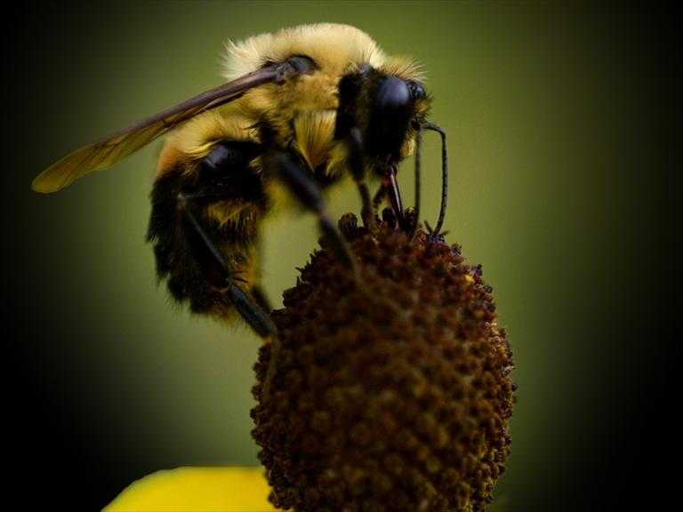Bee, wasp venom shortage could be dangerous for those with allergies