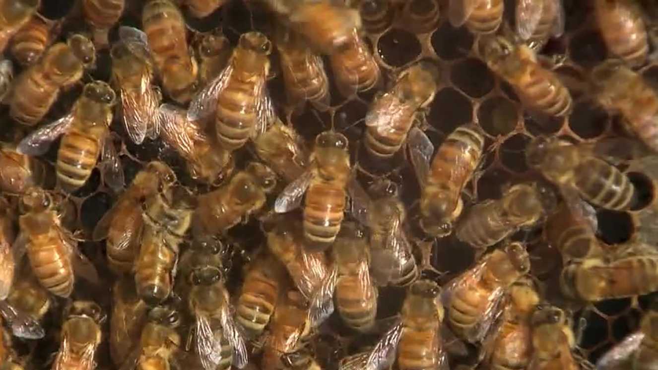 California beehive heists lead to felony charges