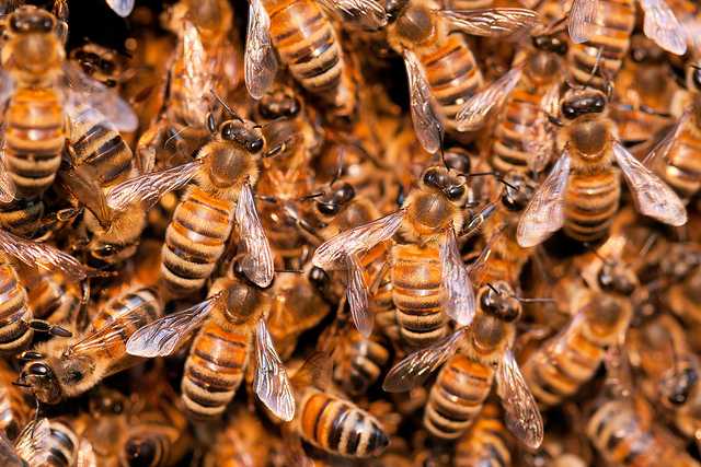 Man dies after being swarmed by bees