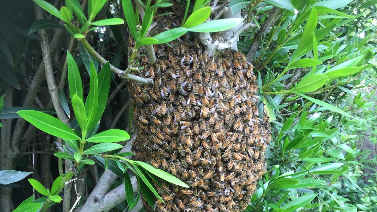Beekeepers see an uptick in Northern California bee swarms