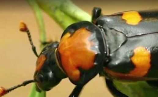 Beetles blocking the way of oil opportunity worth billions