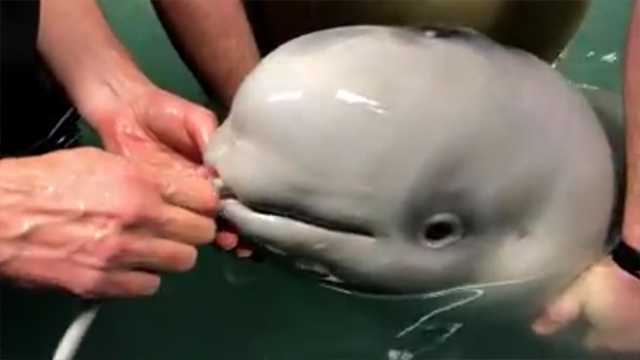 Adorable beluga calf found stranded, being nursed back to health